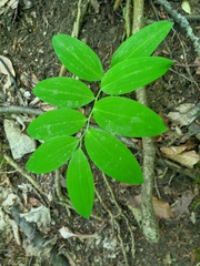 Polygonatum latifolium
