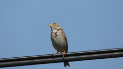 Emberiza calandra