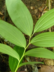 Polygonatum latifolium