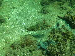 Sphoeroides lobatus
