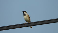 Passer domesticus