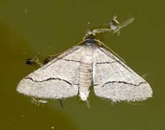 Digrammia pallorata