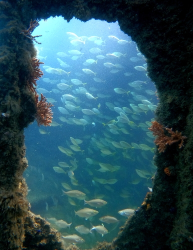 Bumper (Chloroscombrus orqueta) — Carangidae — 3