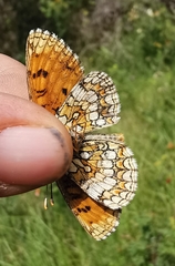 Melitaea parthenoides