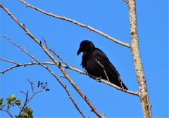 Corvus corone