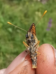 Melitaea parthenoides