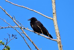 Corvus corone