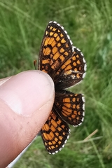 Melitaea parthenoides
