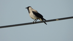 Corvus cornix