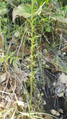 Platanthera leptopetala