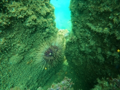 Astropyga pulvinata