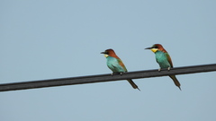 Merops apiaster