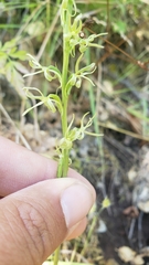 Platanthera leptopetala