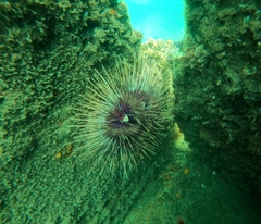 Astropyga pulvinata