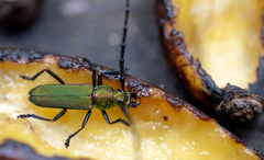 Aglaoschema ventrale