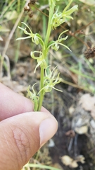 Platanthera leptopetala