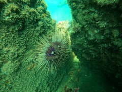 Astropyga pulvinata