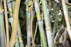 Merostachys
