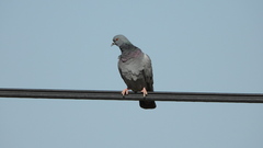 Columba livia