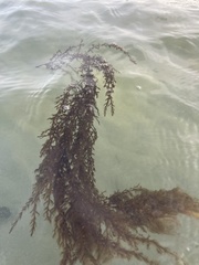 Cumathamnion decipiens