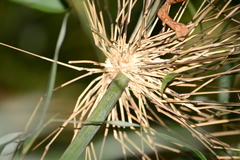 Merostachys