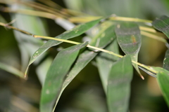Merostachys