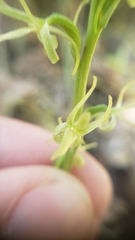 Platanthera leptopetala