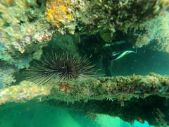 Astropyga pulvinata