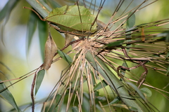 Merostachys