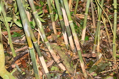 Merostachys