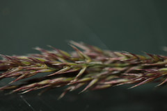 Agrostis curtisii