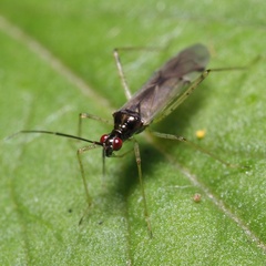 Dicyphus errans