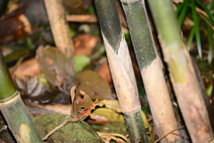 Merostachys