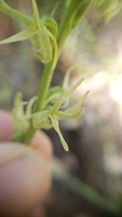Platanthera leptopetala