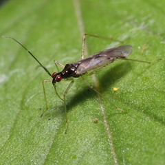 Dicyphus errans