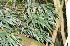 Merostachys