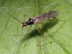 Dicyphus errans
