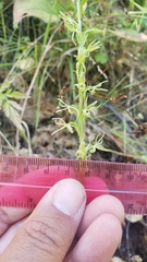 Platanthera leptopetala