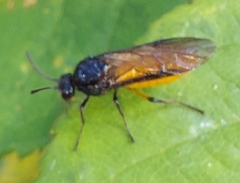 Arge pagana stephensii