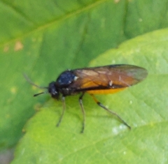 Arge pagana stephensii