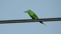 Merops persicus