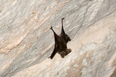 Rhinopoma microphyllum