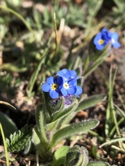 Myosotis alpestris suaveolens