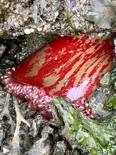 Painted anemone displaying its tentacles in rocky marine habitat near Greene Point.