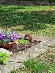 Sciurus vulgaris