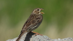 Emberiza calandra