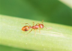 Temnothorax schaumii