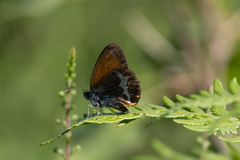 Coenonympha arcania