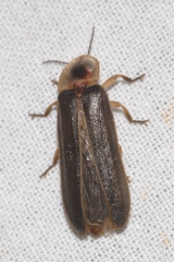 Lamprohiza boieldieui