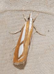 Catoptria myella